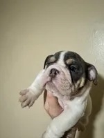 Buster Moon , a male English Bulldog for sale in Hemet, CA – 1 of 2