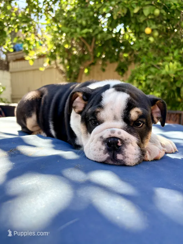 Baby – English Bulldog puppy for sale in Hemet, CA