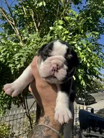Baby, a female English Bulldog for sale in Hemet, CA – 1 of 3