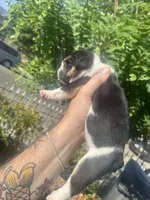 Baby, a female English Bulldog for sale in Hemet, CA – 3 of 3