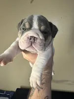 Magnificent , a male English Bulldog for sale in Hemet, CA – 3 of 3