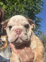 Baby diamond , a male English Bulldog for sale in Hemet, CA – 4 of 6