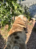 Baby diamond , a male English Bulldog for sale in Hemet, CA – 2 of 6