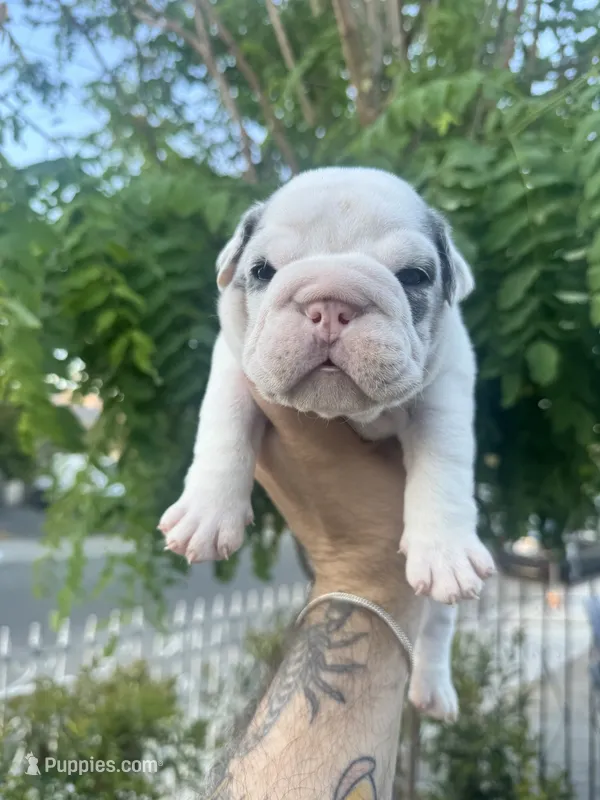 Blue  – English Bulldog puppy for sale in Hemet, CA