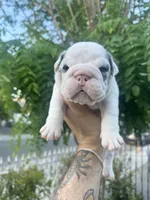 Blue , a male English Bulldog for sale in Hemet, CA – 1 of 3