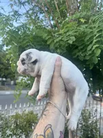 Blue , a male English Bulldog for sale in Hemet, CA – 3 of 3