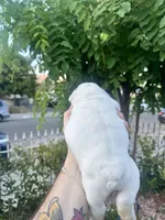 Blue , a male English Bulldog for sale in Hemet, CA – 2 of 3