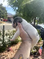 Magnificent , a male English Bulldog for sale in Hemet, CA – 2 of 3