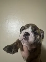 Baby Rocco, a male English Bulldog for sale in Hemet, CA – 4 of 5