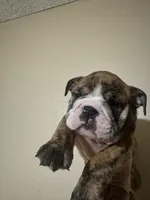 Baby Rocco, a male English Bulldog for sale in Hemet, CA – 5 of 5