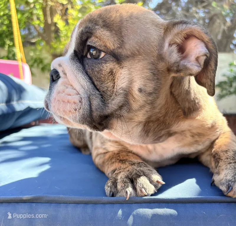 Baby Rocco – English Bulldog puppy for sale in Hemet, CA