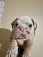 Baby diamond , a male English Bulldog for sale in Hemet, CA – 5 of 6