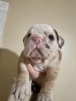 Baby diamond , a male English Bulldog for sale in Hemet, CA – 3 of 6