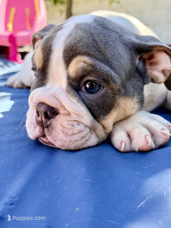 Buster Moon  – English Bulldog puppy for sale in Hemet, CA