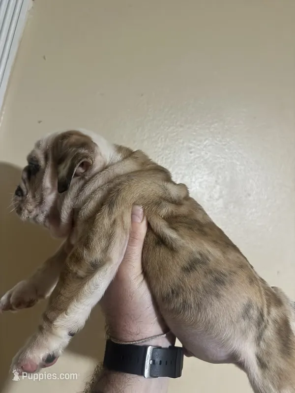 Baby diamond  – English Bulldog puppy for sale in Hemet, CA