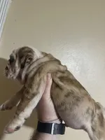 Baby diamond , a male English Bulldog for sale in Hemet, CA – 1 of 6
