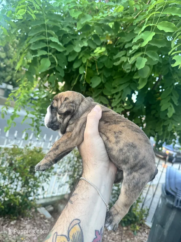 JR – English Bulldog puppy for sale in Hemet, CA