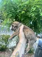 JR, a male English Bulldog for sale in Hemet, CA – 2 of 4