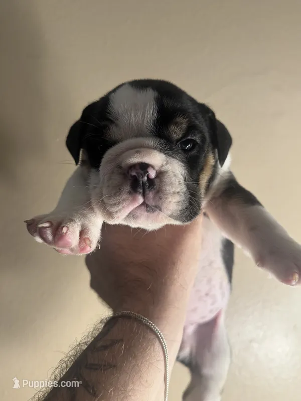 Baby – English Bulldog puppy for sale in Hemet, CA