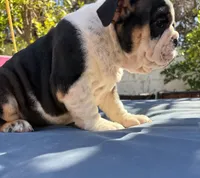 Baby, a female English Bulldog for sale in Hemet, CA – 4 of 5