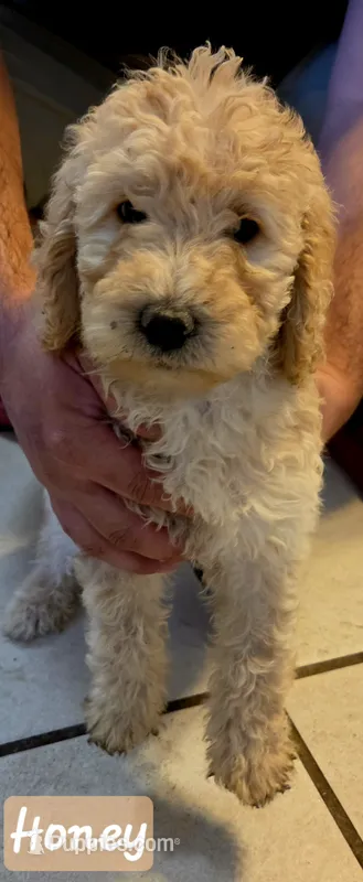 Honey – Double Doodle puppy for sale in Salt Lake City, UT