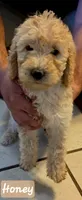 Honey, a female Double Doodle for sale in Salt Lake City, UT – 1 of 1