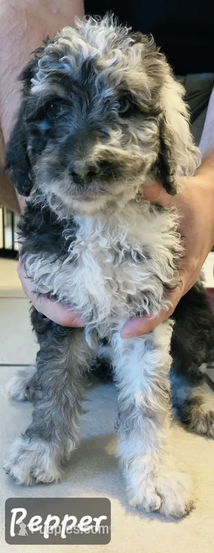 Pepper – Double Doodle puppy for sale in Salt Lake City, UT