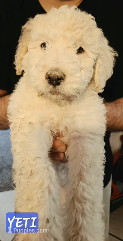 Yeti – Double Doodle puppy for sale in Salt Lake City, UT