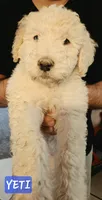 Yeti, a male Double Doodle for sale in Salt Lake City, UT – 1 of 1