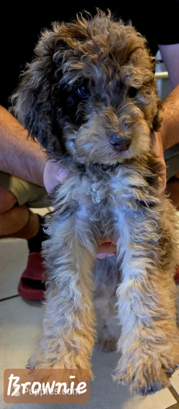 Brownie – Double Doodle puppy for sale in Salt Lake City, UT