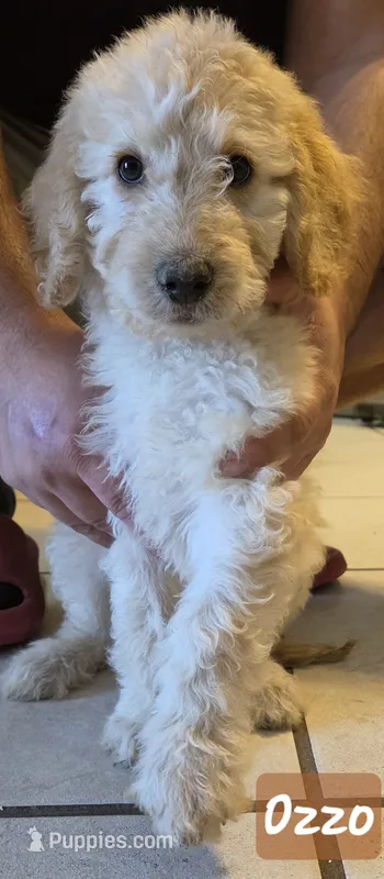 Ozzo – Double Doodle puppy for sale in Salt Lake City, UT