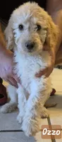 Ozzo, a male Double Doodle for sale in Salt Lake City, UT – 1 of 1