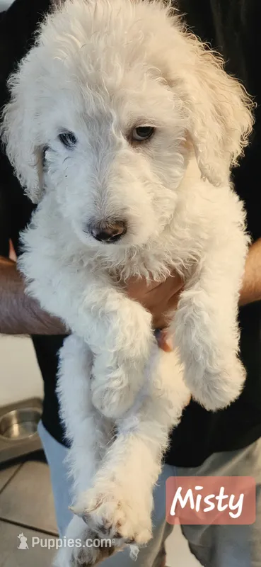 Misty – Double Doodle puppy for sale in Salt Lake City, UT