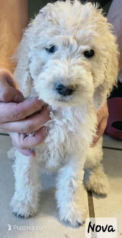 Nova – Double Doodle puppy for sale in Salt Lake City, UT