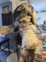 Pepper, a female Double Doodle for sale in Salt Lake City, UT – 2 of 2