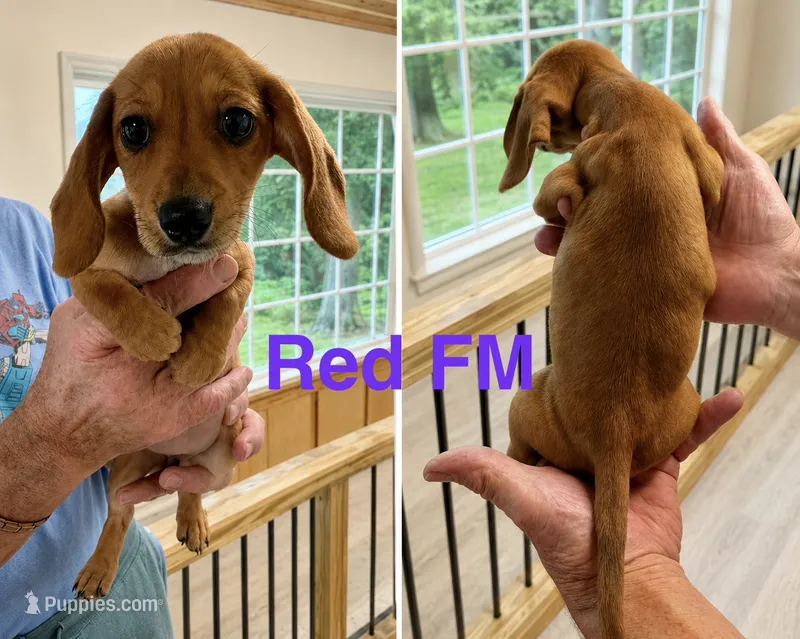 Red – Miniature Dachshund puppy for sale in Pamplin, VA
