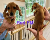 Red, a female Miniature Dachshund for sale in Pamplin, VA – 1 of 3