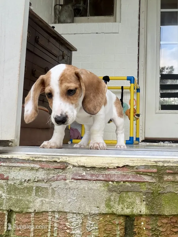 sport – Miniature Dachshund puppy for sale in Pamplin, VA