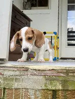 sport, a male Miniature Dachshund for sale in Pamplin, VA – 1 of 4