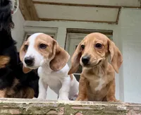 sport, a male Miniature Dachshund for sale in Pamplin, VA – 2 of 4