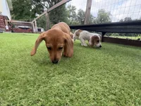 Red, a female Miniature Dachshund for sale in Pamplin, VA – 2 of 3
