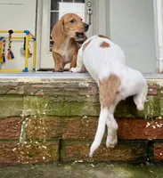 sport, a male Miniature Dachshund for sale in Pamplin, VA – 3 of 4