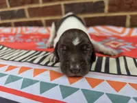 Male 1, a female German Shorthaired Pointer for sale in Penhook, VA – 5 of 6
