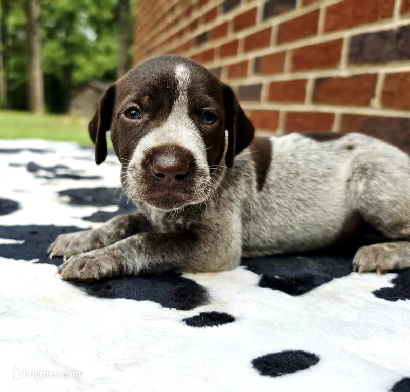 Male 1 – German Shorthaired Pointer puppy for sale in Penhook, VA