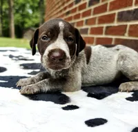 Male 1, a male German Shorthaired Pointer for sale in Penhook, VA – 1 of 5