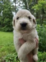 Male 1, a male Great Pyrenees and Golden Retriever for sale in Penhook, VA – 4 of 4