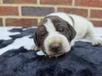 Female 2, a female German Shorthaired Pointer for sale in Penhook, VA – 4 of 4