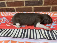 Male 4, a female German Shorthaired Pointer for sale in Penhook, VA – 2 of 6