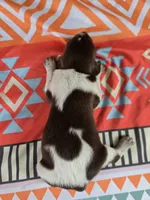Male 3, a female German Shorthaired Pointer for sale in Penhook, VA – 2 of 7