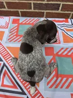 AKC Male, a male German Shorthaired Pointer for sale in Penhook, VA – 7 of 8